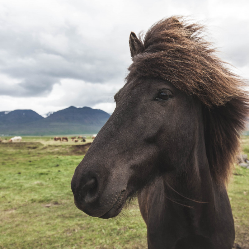 Ein Pferd lässt seine Mähne im Wind wehen.