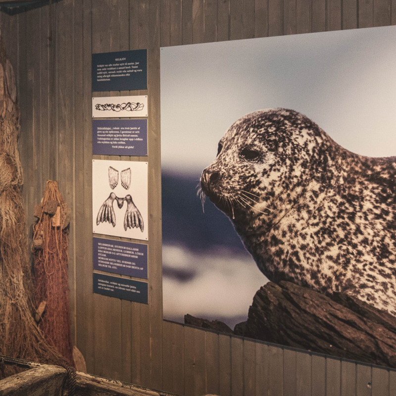 Ein großes Foto einer Robbe hängt an einer Wand, daneben Fischernetze.