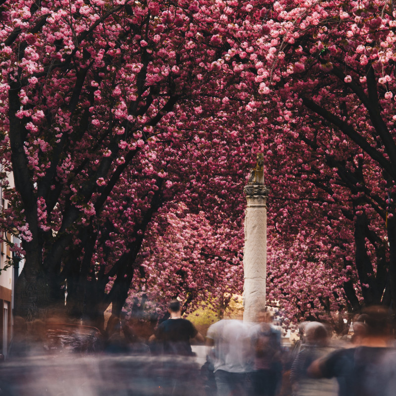 Kirschblüte in der Bonner Altstadt.