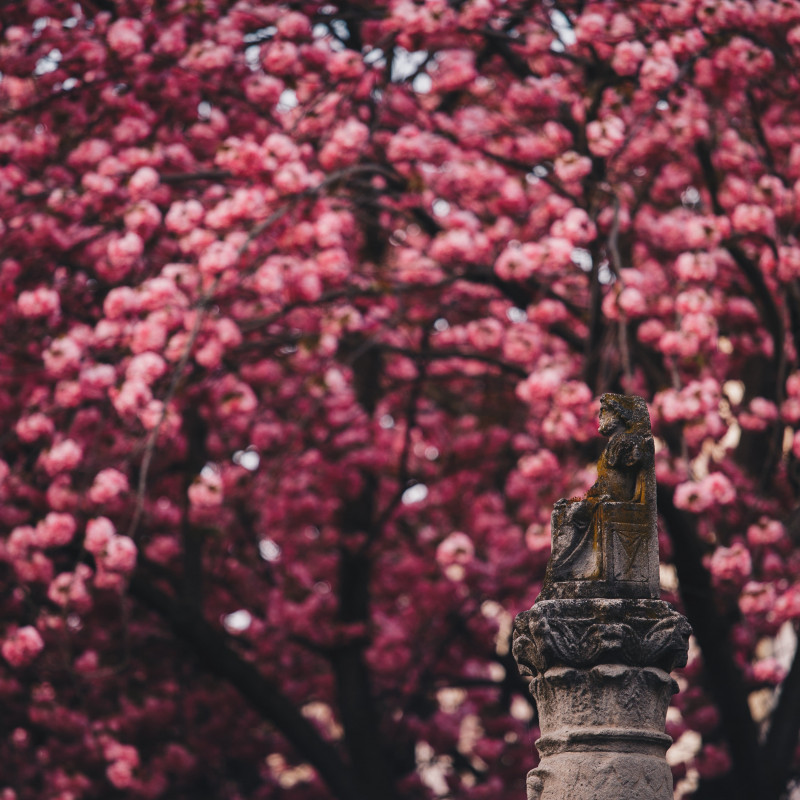 Kirschblüte in der Bonner Altstadt.